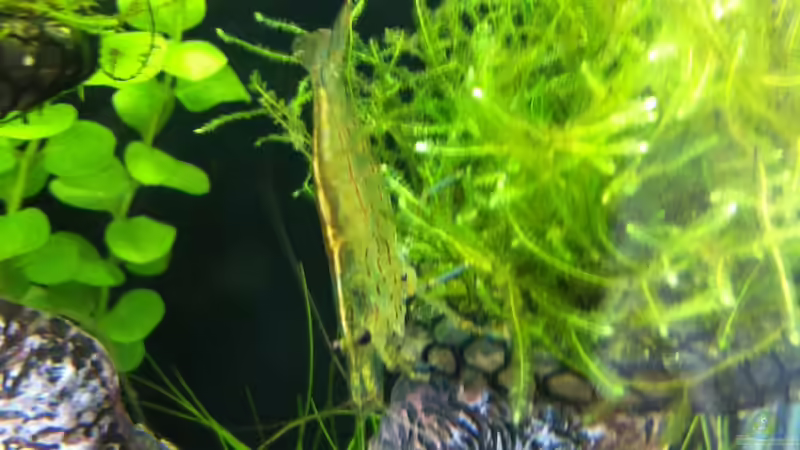 Amano von RoZan (33)