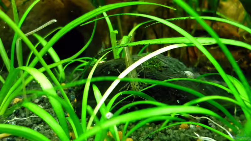 Amano von Sabrina & Dirk Bergmann (52)