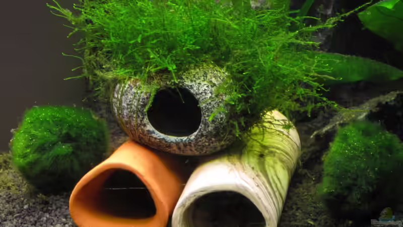 Amano von Tanja (11)