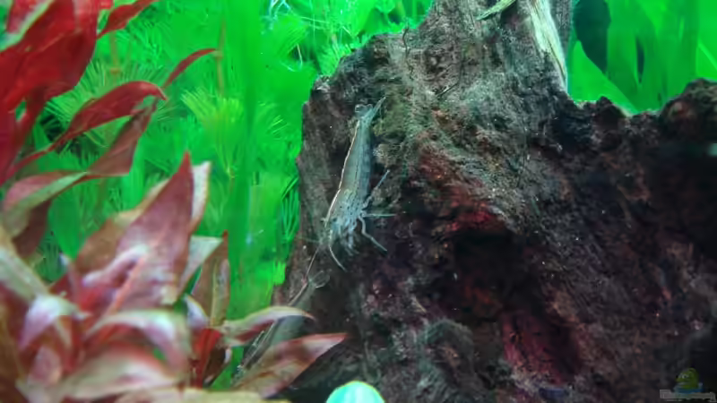 Amano von Thomas Weyhofen (18)