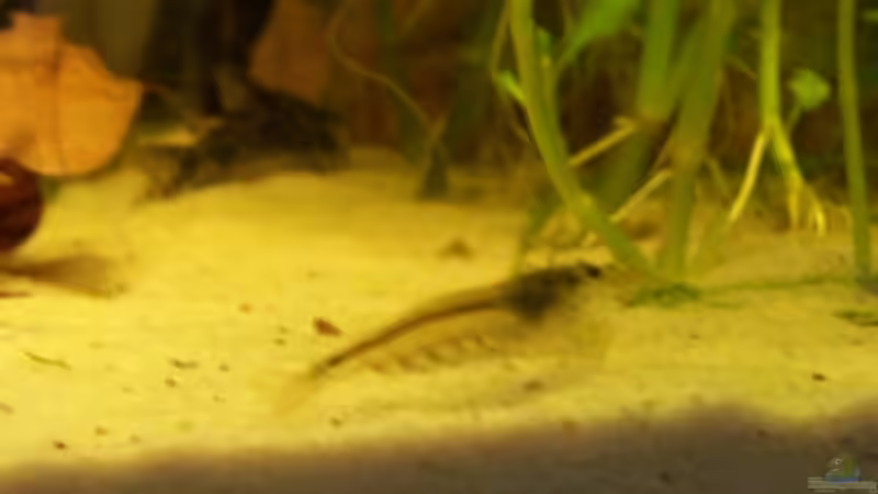 Amano von Timo Göhl (7)