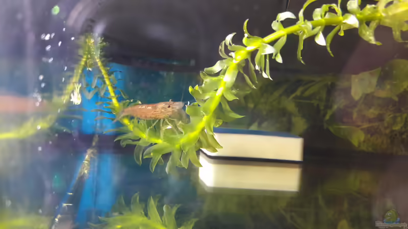 Amano von Zuckermaus (11)