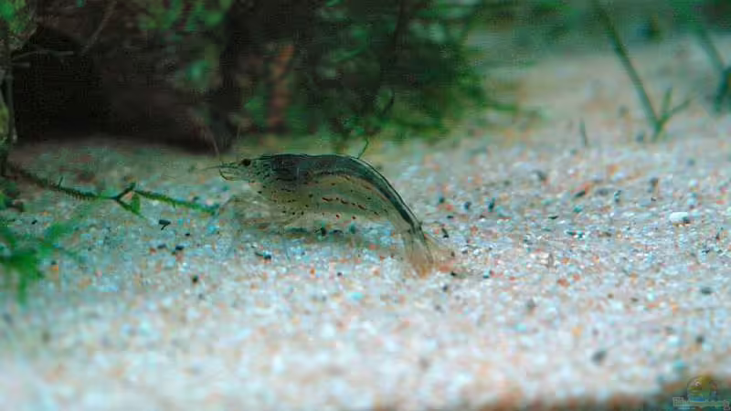 Amano Weibchen von WSS (24)