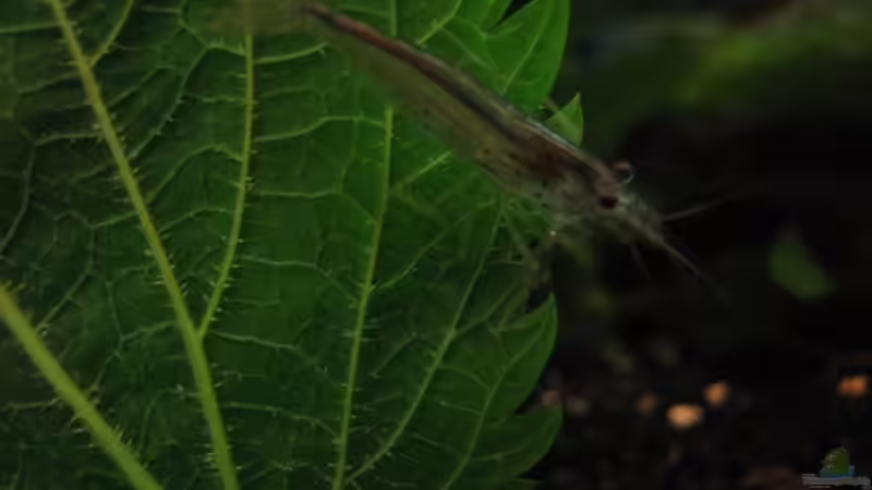 Amanogarnele -  Cardinia multidentata von Marco B. (24)