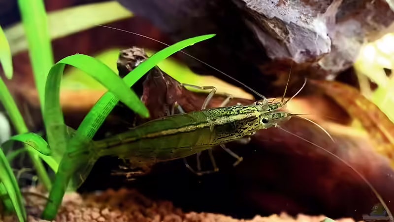 Amanogarnele / Caridina japonica  von Dirk F. (27)