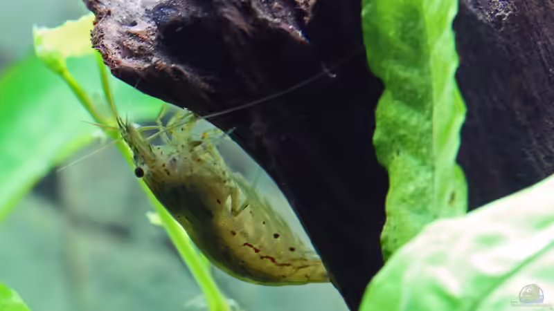 Amanogarnele / Caridina japonica ´my home - die Traumwurzel´ (seit dem Umzug ins von Dirk F. (38)
