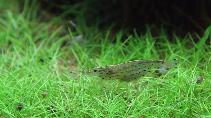 Amanogarnele - caridina multidentata von c-th (26)