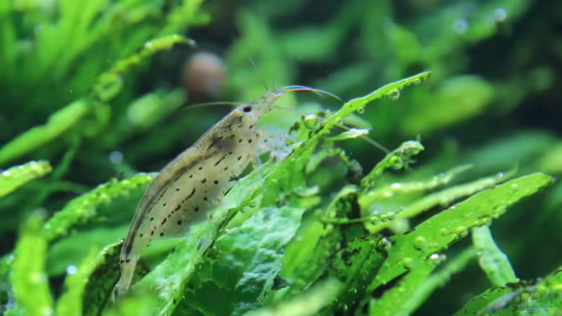 Amanogarnele - caridina multidentata von c-th (29)