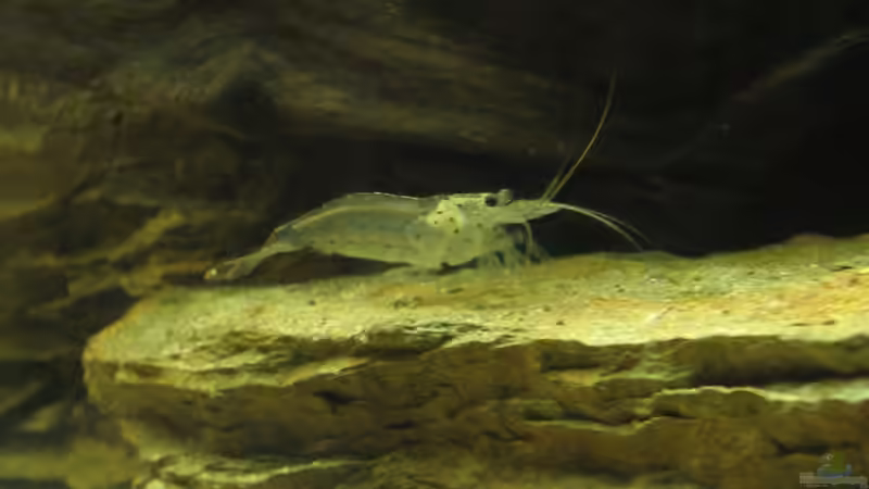 Amanogarnele. -Sehr scheu seit dem Einzug der Skalare. von Christian Messner (7)