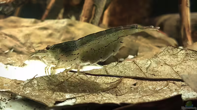 Amanogarnele ( Gruppe von 8 Tieren) von JuJu (18)