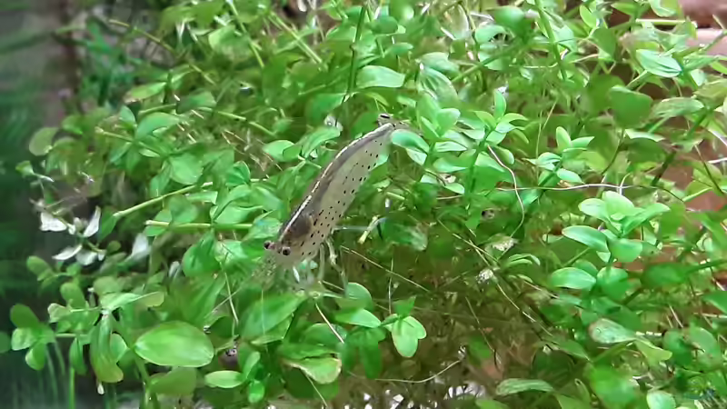 Amanogarnele  von Bessey (25)