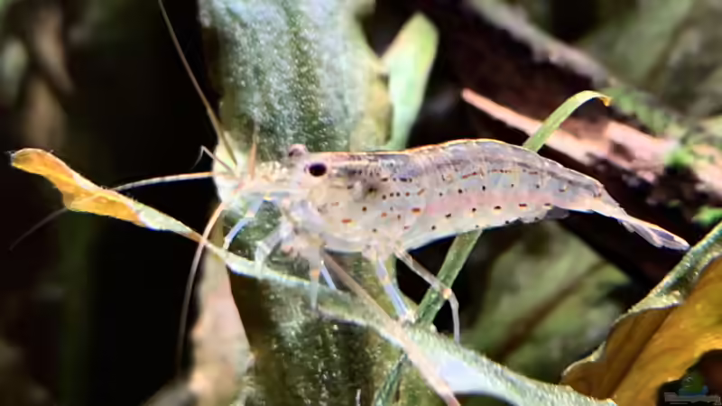 Amanogarnele  von bluezone (18)