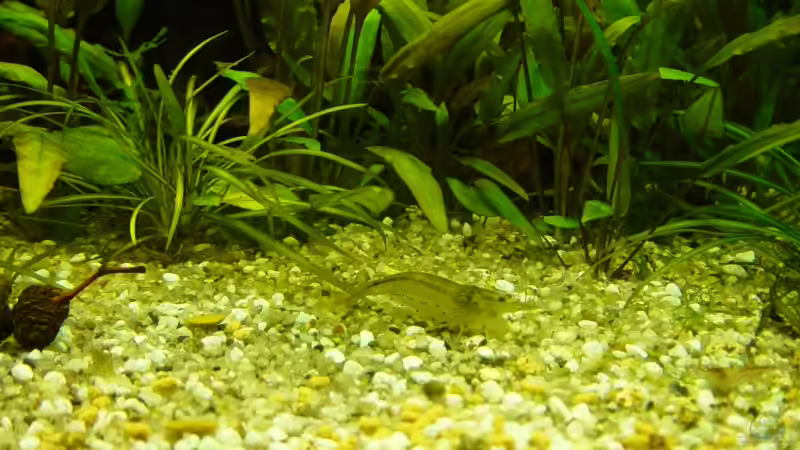 Amanogarnele  von Carsten Gutsche (21)