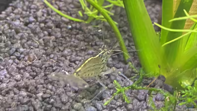 Amanogarnele  von Ottche (68)