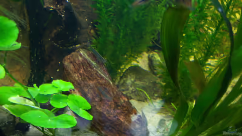 Amanogarnele 01.03.2015 von Schratze (34)