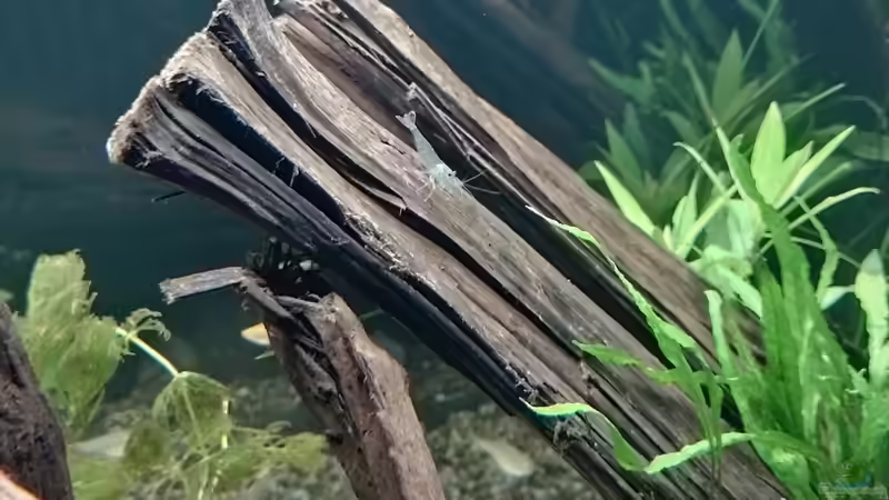 Amanogarnele 16.10.2021 von C-NA (36)