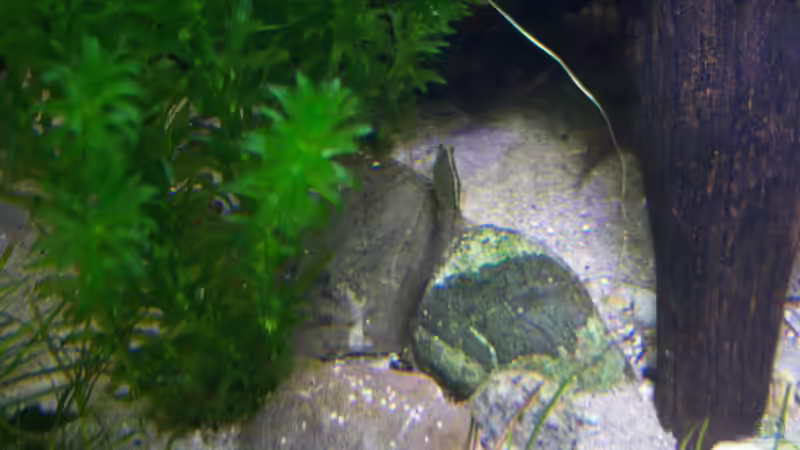 Amanogarnele auf dem Rückzug 21.02.2015 von Schratze (44)