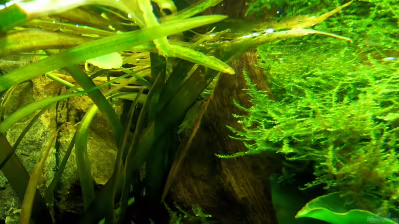 Amanogarnele auf Futtersuche 04.2008 von Tim Burow (19)