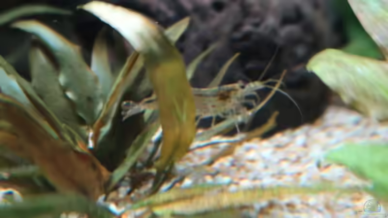 Amanogarnele bei der Arbeit v. 11.5.2020 von ernst11 (46)