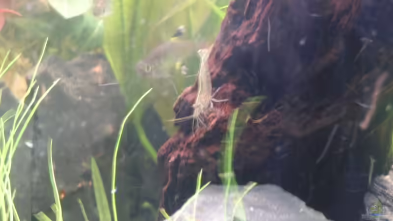 Amanogarnele bei der Arbeit von wonderfullworld (6)