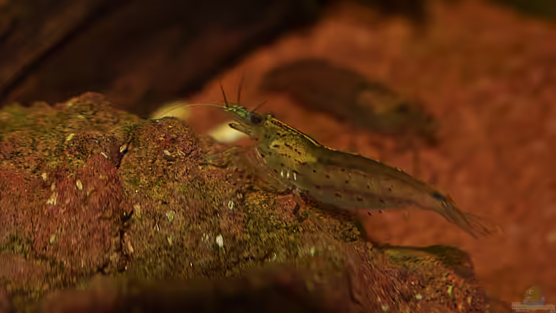 Amanogarnele beim Abgrasen an den Laversteinen von David Schneider Aquaristik (29)