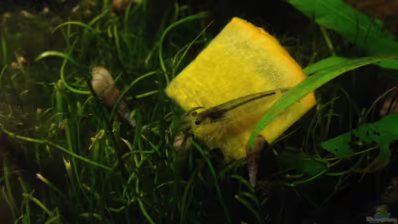 Amanogarnele beim fressen eines Kürbis-Chip von Momo-kocht (8)