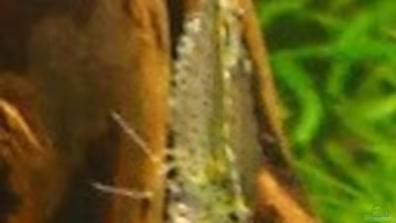 Amanogarnele beim Putzen der Wurzel von Christopher Walla (8)