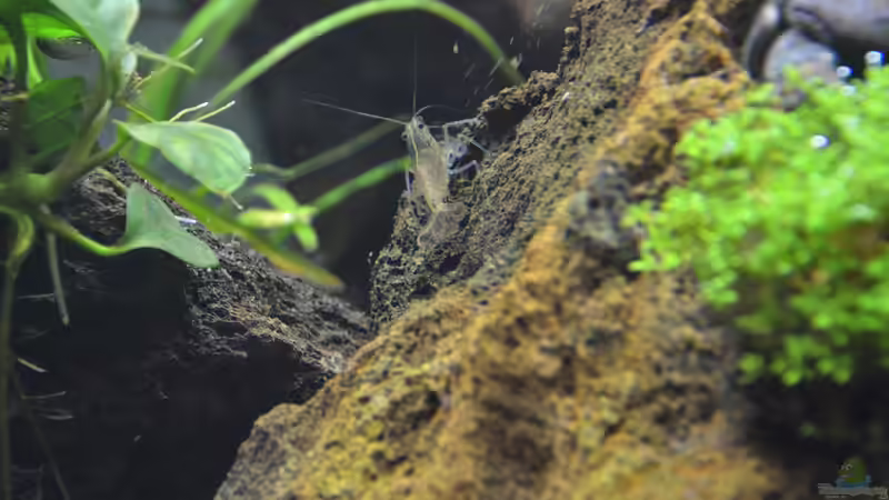 Amanogarnele beim Steine pollieren von Gallius (32)