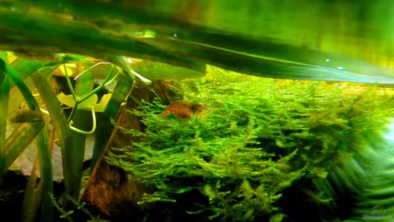 Amanogarnele (ca. 6,5 cm) mit Eiern unter ihrem Bauch 05.2008 von Tim Burow (26)