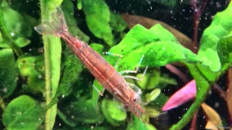 Amanogarnele die seit der letzten Häutung rot ist von Vancouver2010 (32)