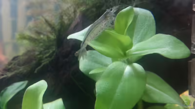 Amanogarnele im Einsatz von Jonas (Trancemania) (32)