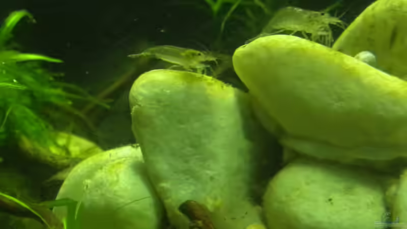 Amanogarnele (im Gleichschritt) von did244 (27)