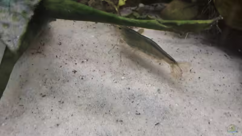 Amanogarnele ist grün geworden von Vancouver2010 (33)