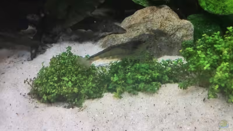 Amanogarnele ist grün geworden von Vancouver2010 (34)