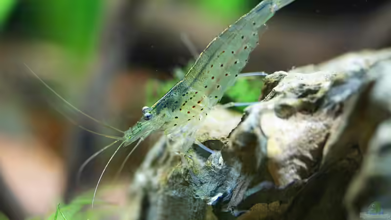 Amanogarnele (Männchen) von Dirk F. (34)