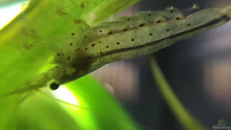 Amanogarnele Makro  von Yasmine (27)