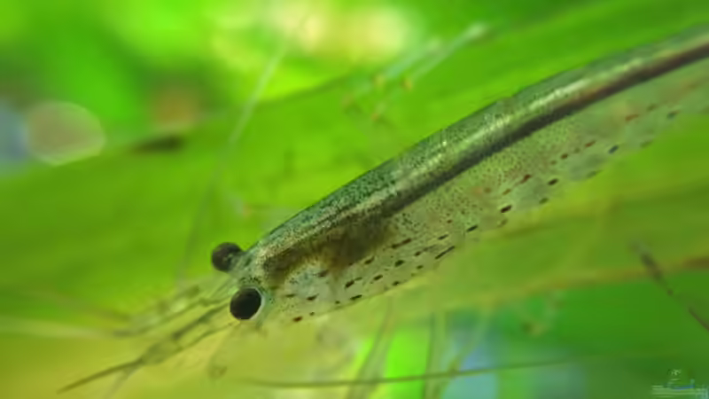 Amanogarnele Makro von Yasmine (42)