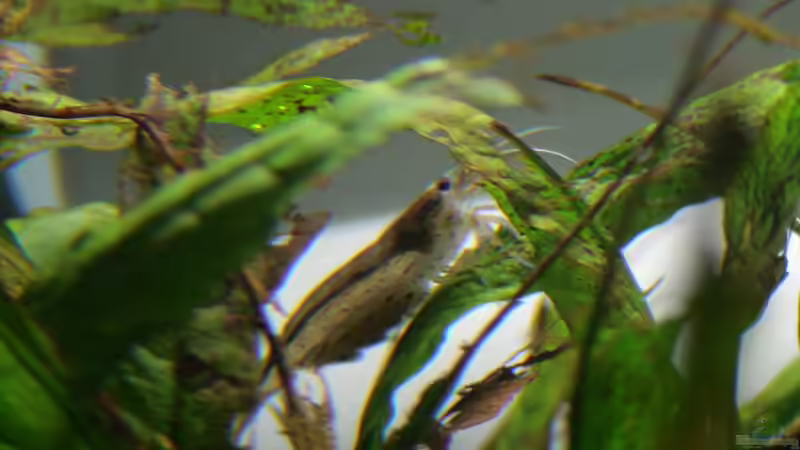 Amanogarnele mit Eiern auf von ihr verwüstetem Javafarn von Matthias Huber (6)