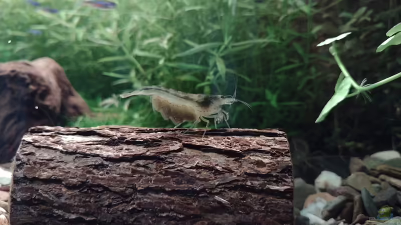 Amanogarnele mit Eiern v. 11.02.2024 von C-NA (32)