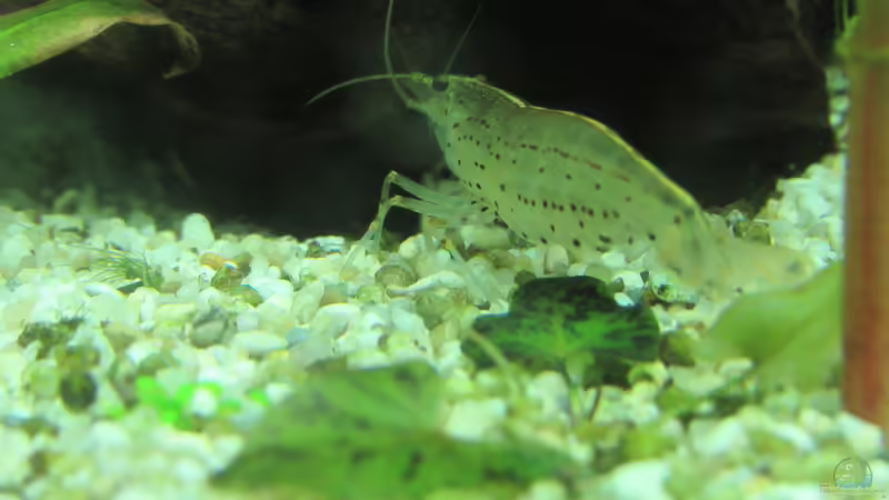 Amanogarnele mit Mini-Lotus :) von Tigerlotus (59)