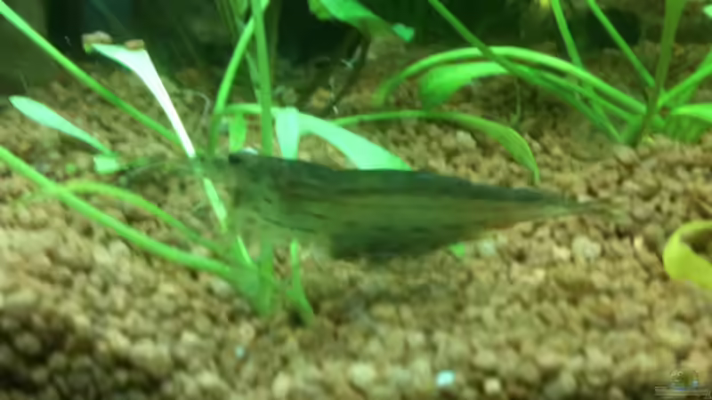 Amanogarnele mit Nachwuchs von Flevus (17)