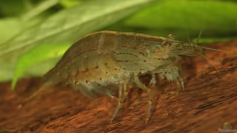 Amanogarnele schwanger von StefanE. (34)