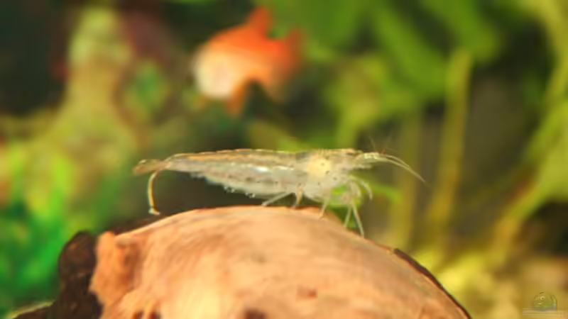 Amanogarnele von Alexander Engel (25)