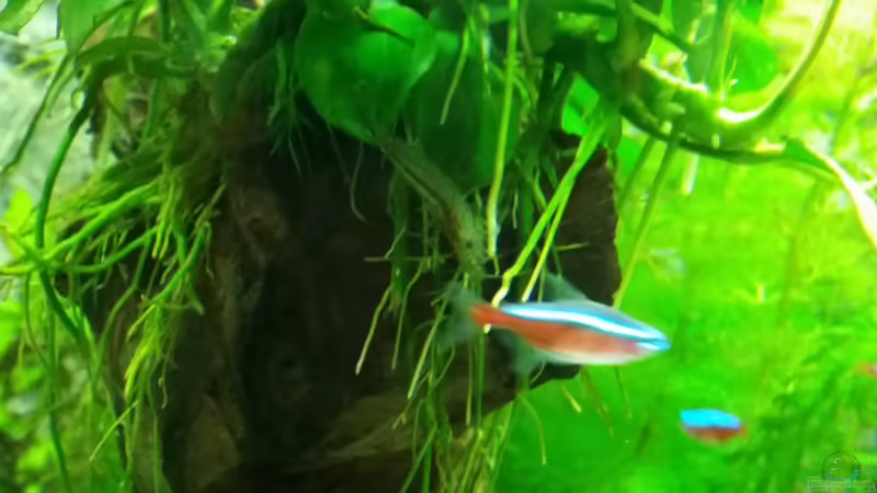 Amanogarnele von Angie777 (29)