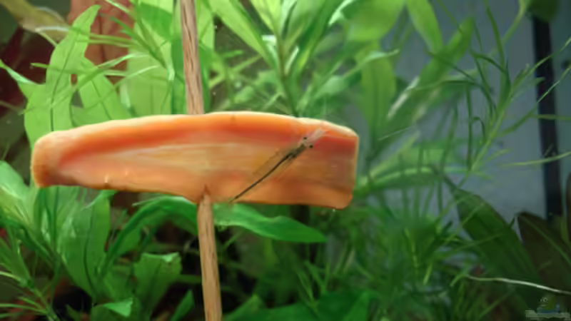 Amanogarnele von Aquilegia (12)