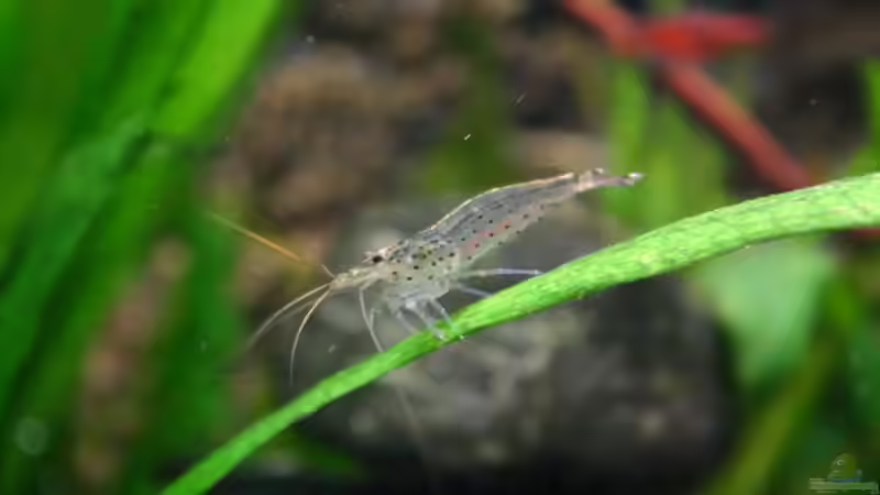 Amanogarnele von Basti.hh (17)