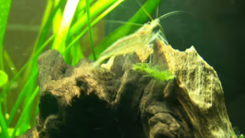 Amanogarnele von Chris 81 (6)