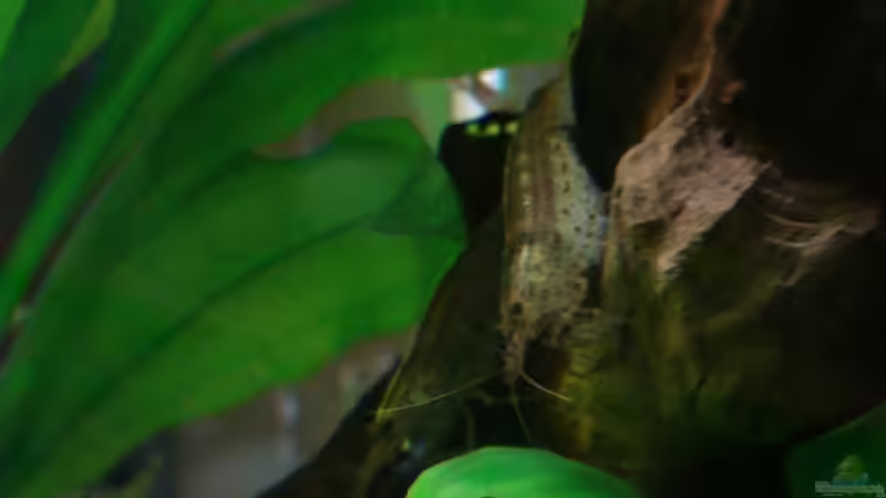 Amanogarnele von Christian Heitmann (7)