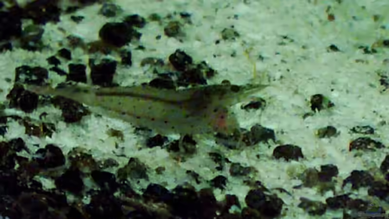 Amanogarnele??? von Christine Schebesta (11)