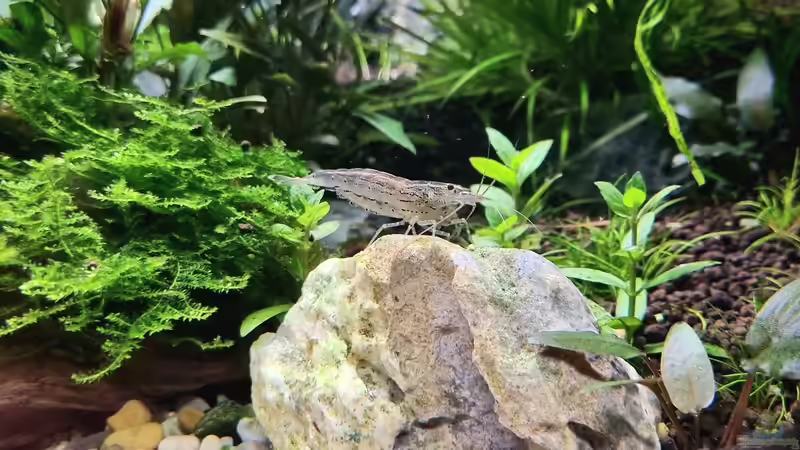 Amanogarnele von Comander (45)